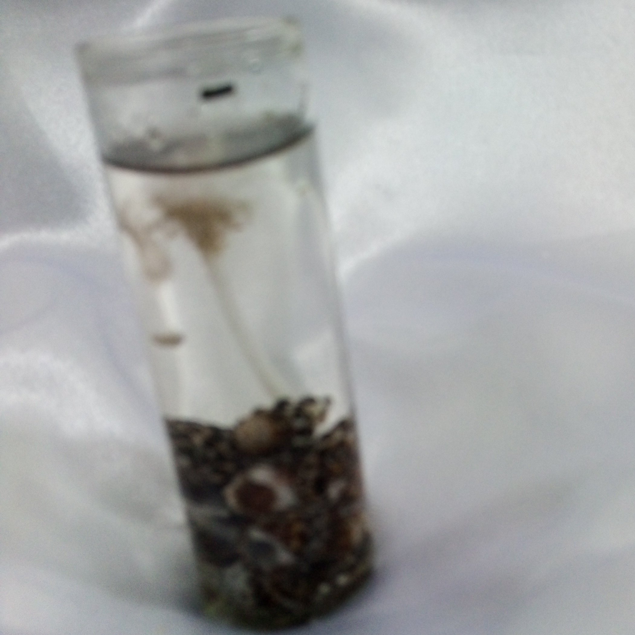 شمع صدفی  استوانه شیشه ای کد 395