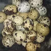 تخم بلدرچین 