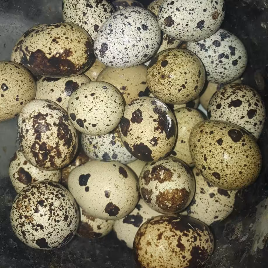 تخم بلدرچین 