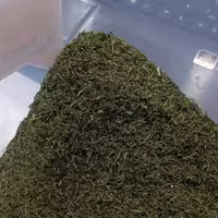 شوید خشک شسته شده و کاملا تمیز درجه یک 500 گرمی