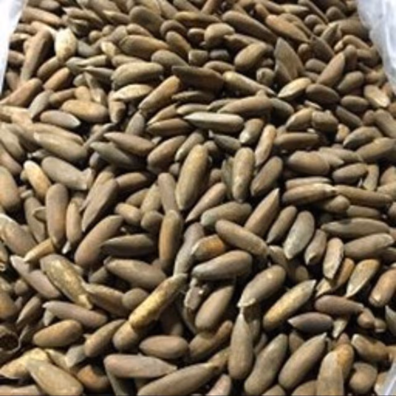 دانه درشت چلغوز (بدون نمک) 300گرم