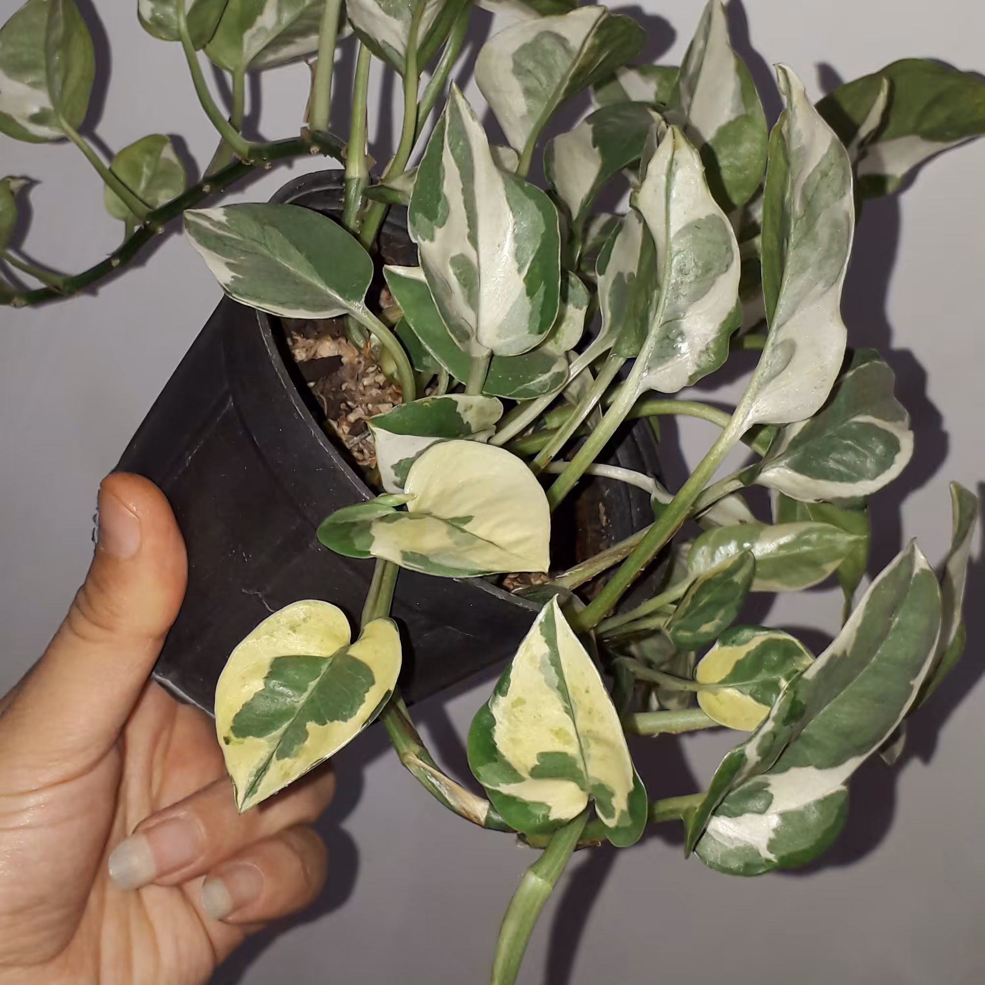 گل ارتشی سبز و سفید ابلق 