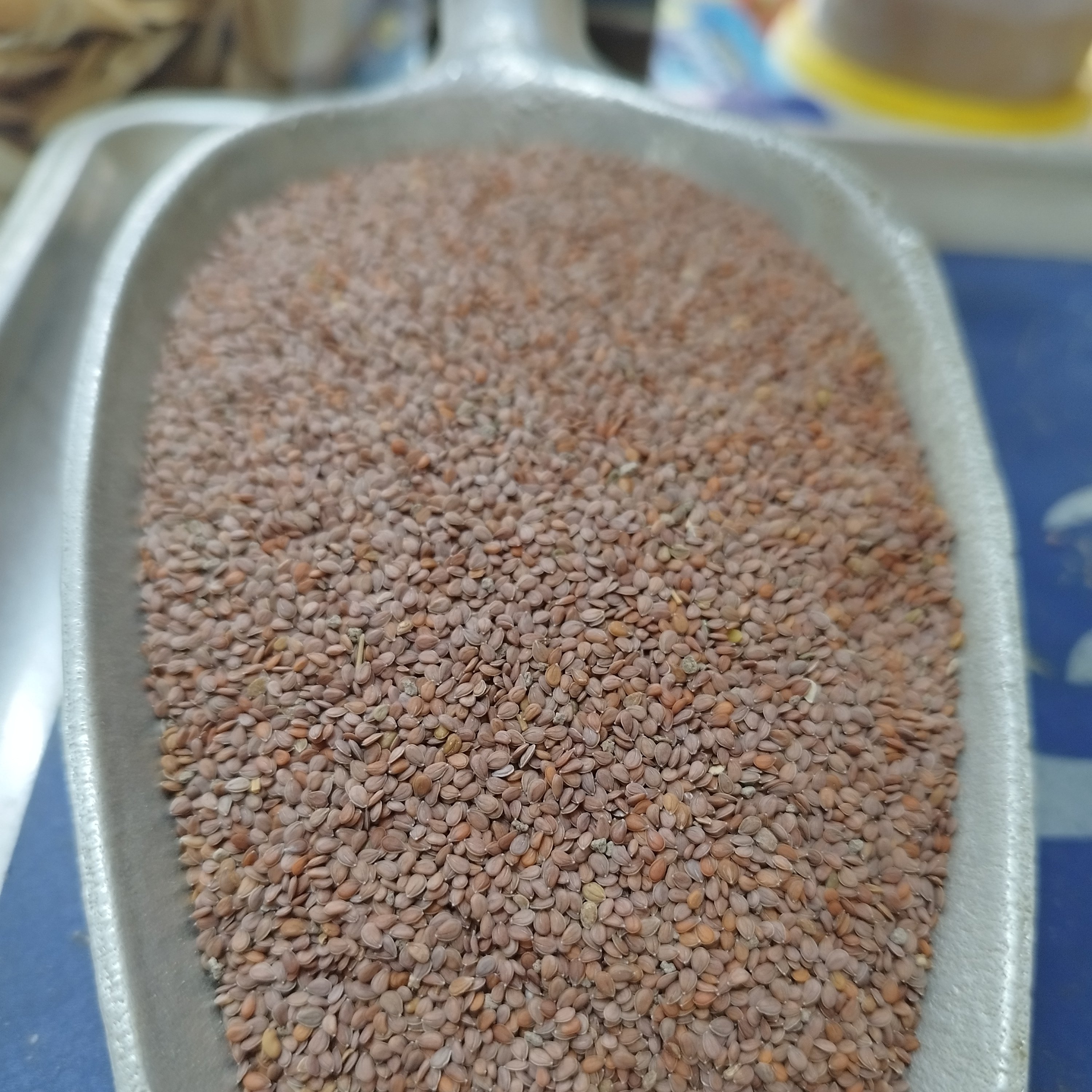 قدومه (پسر)