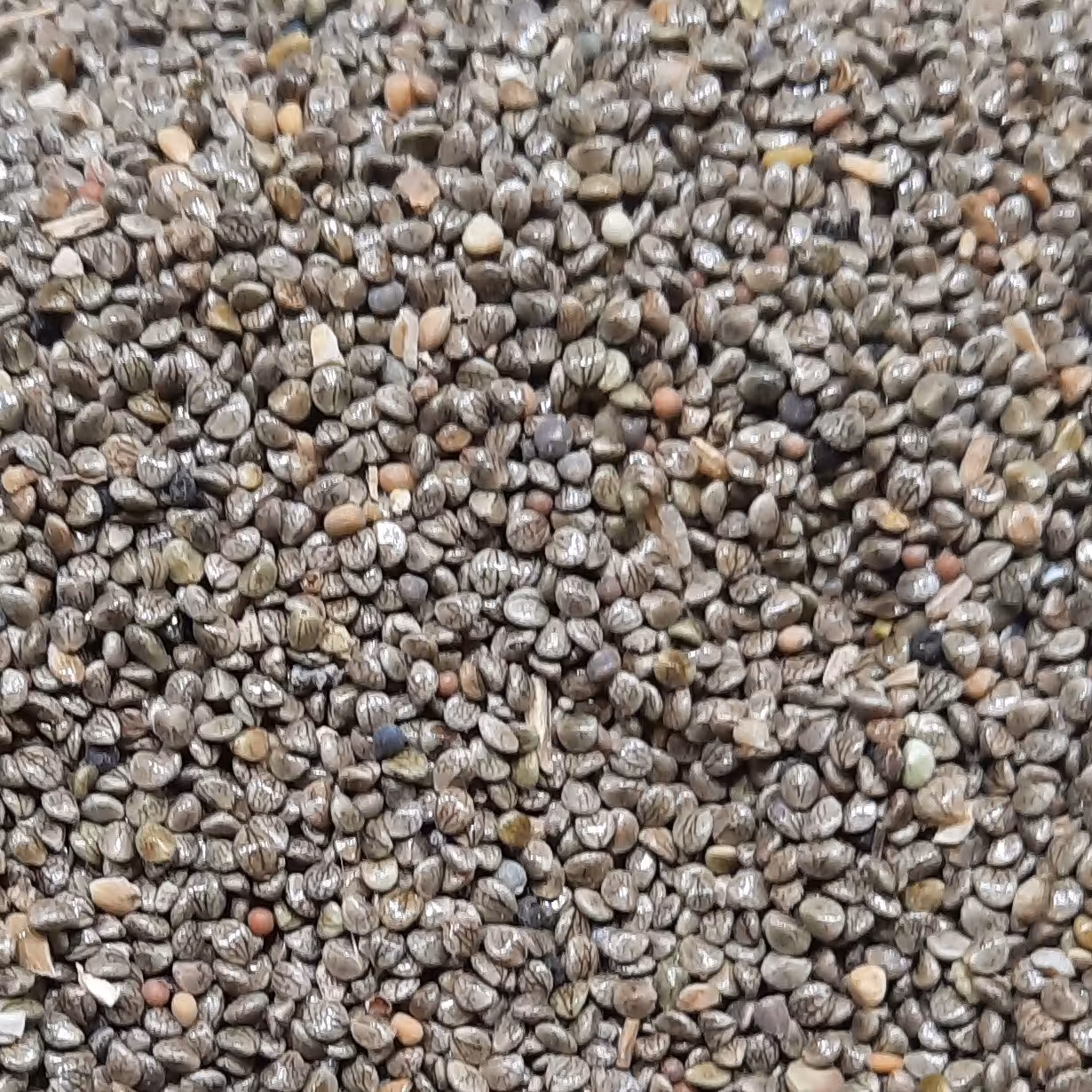 تخم مرو خوراکی مخصوص چهار تخم