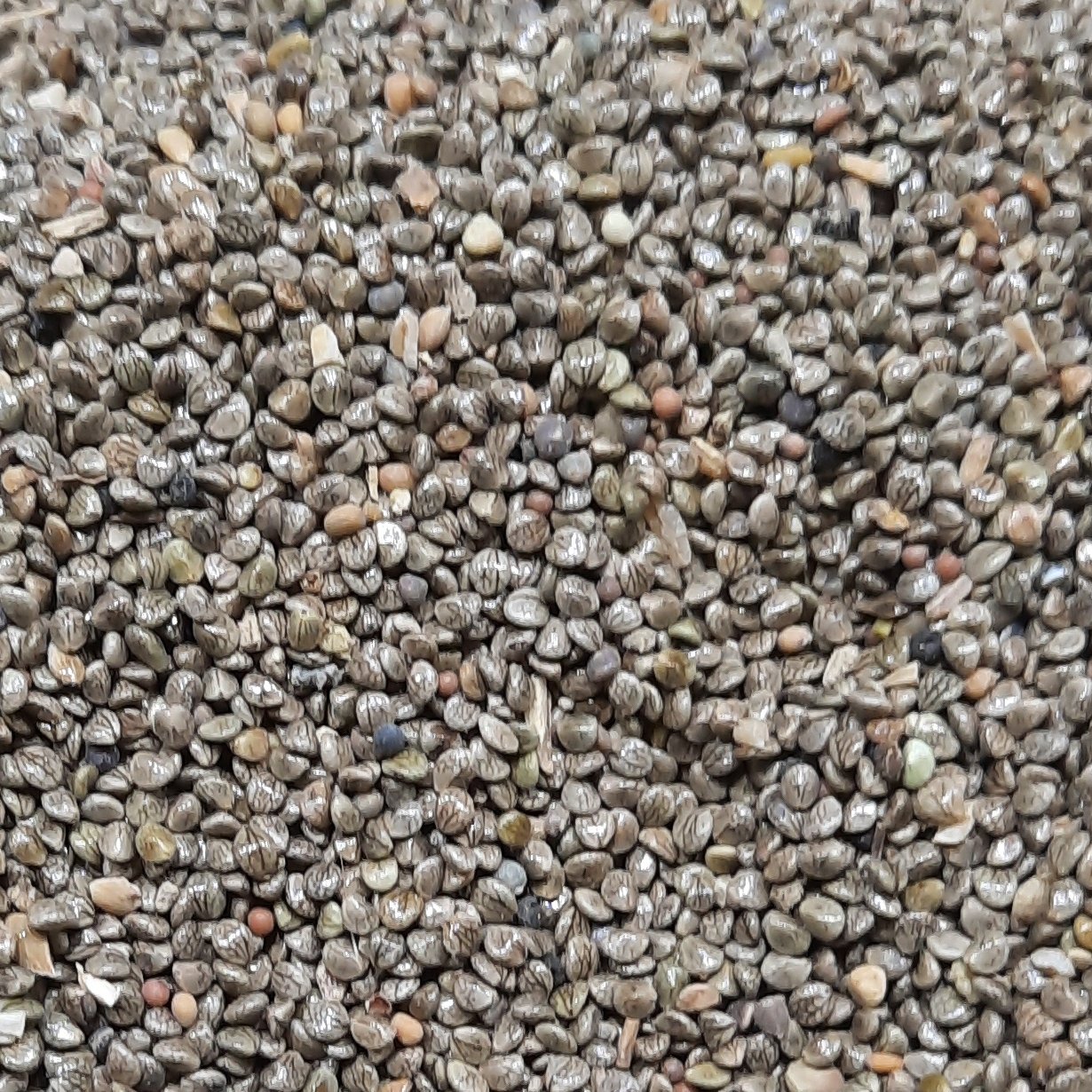 تخم مرو خوراکی مخصوص چهار تخم