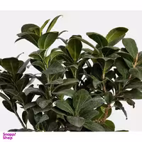 گلدان طبیعی بونسای سایز متوسط