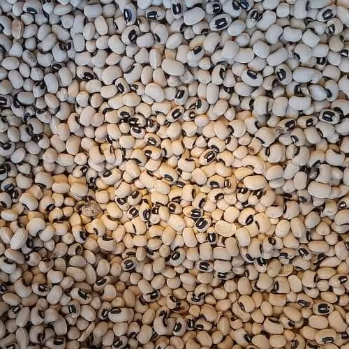 لوبیا چشم بلبلی اعلای ایرانی تینابار