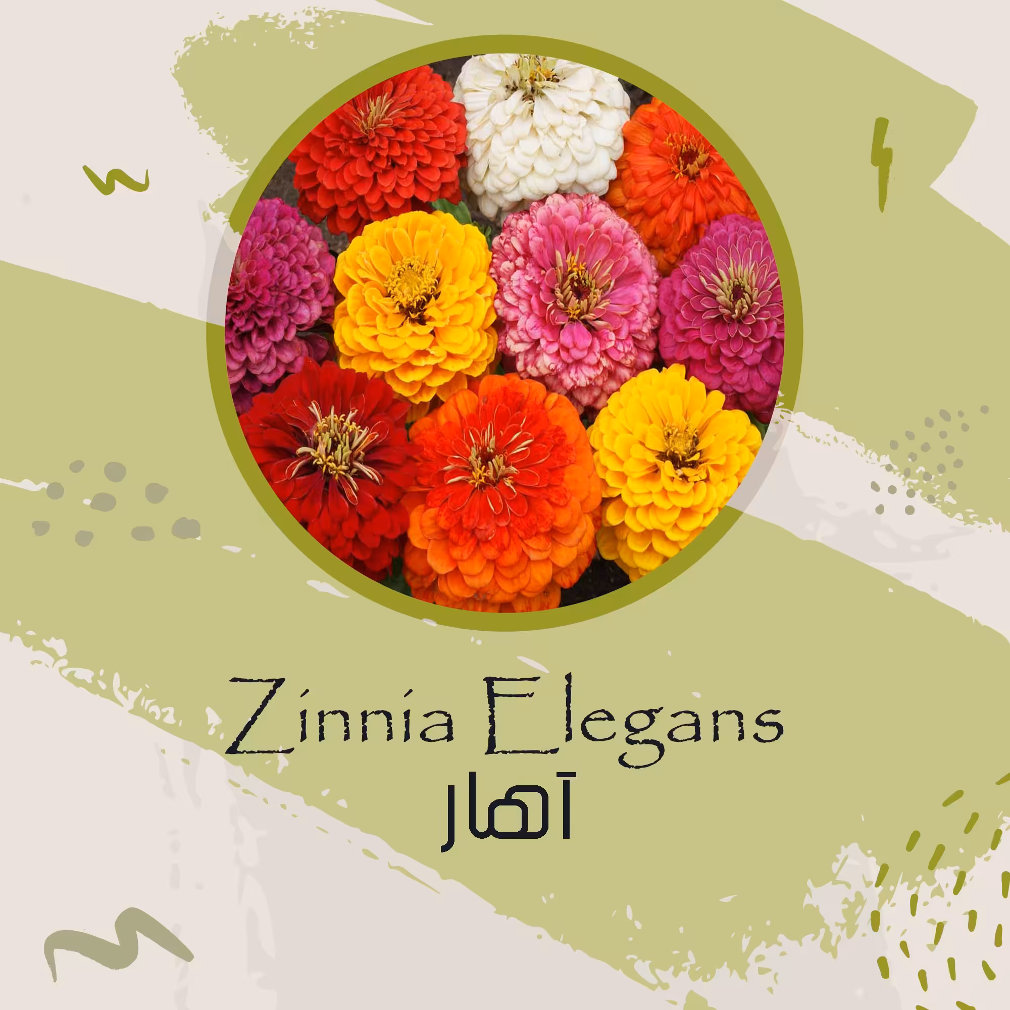 بذر گل آهار میکس 
