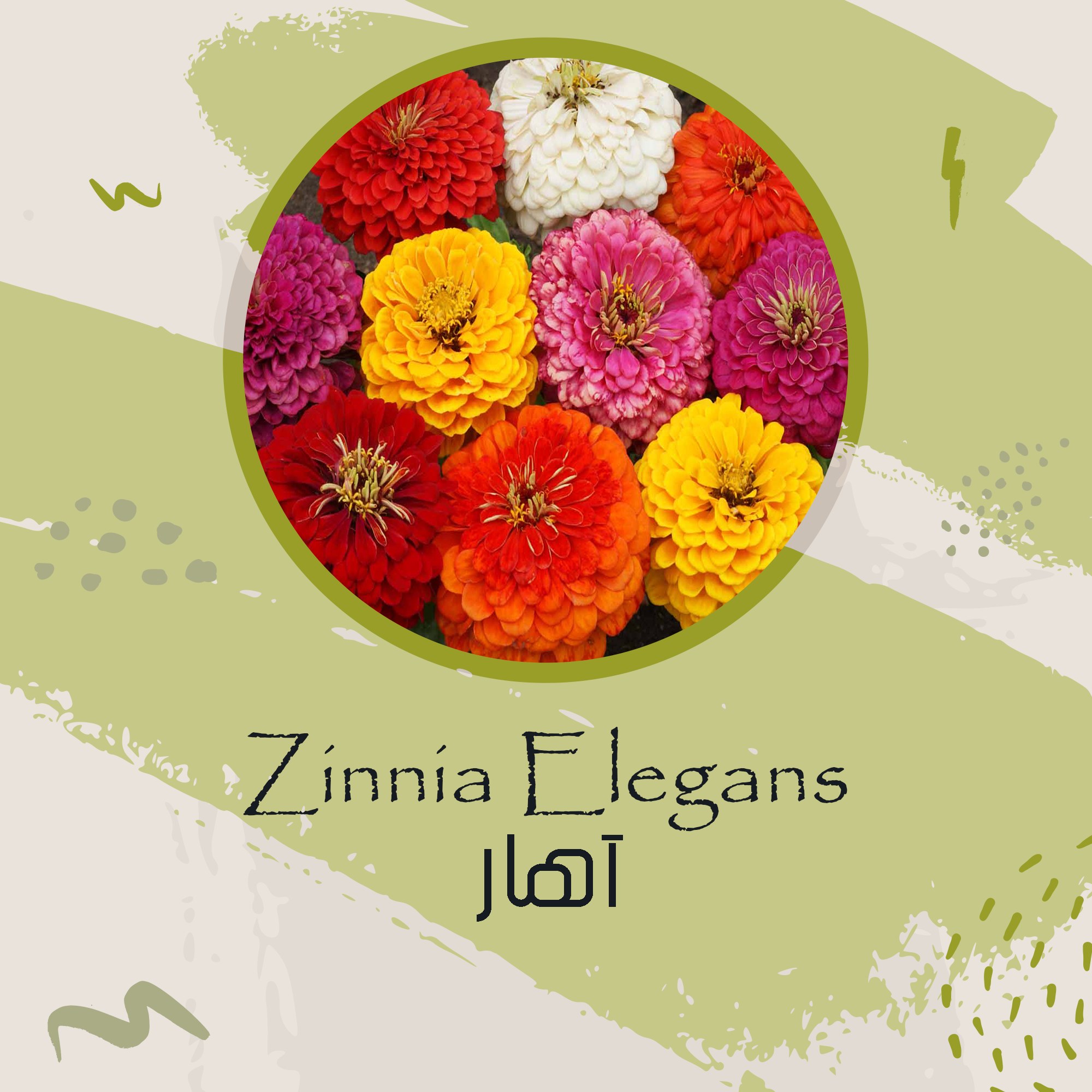 بذر گل آهار میکس