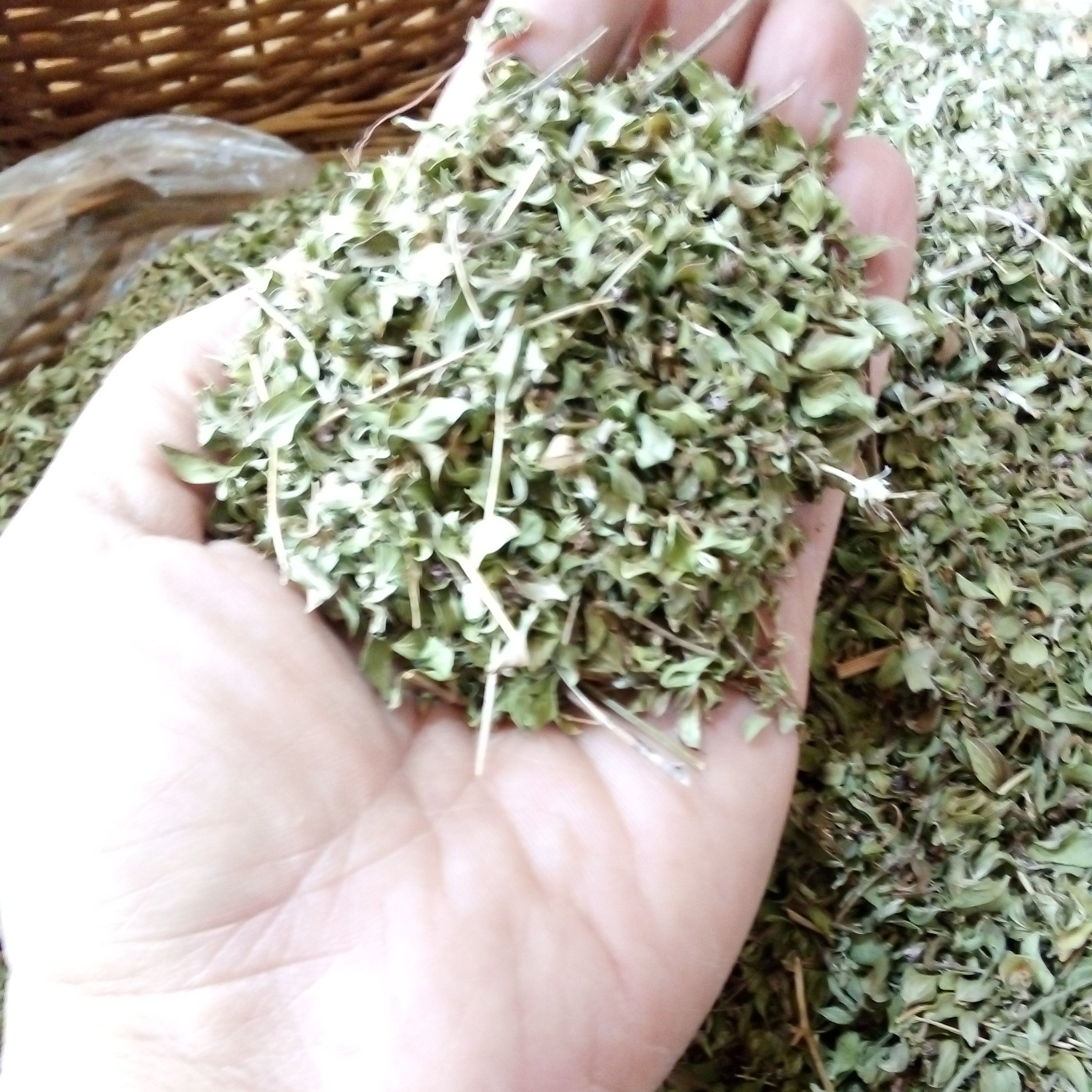 آویشن  کوهی