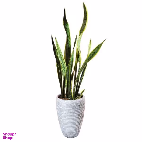 گلدان گل لیندا طبیعی مدل سانسوریا ابلق