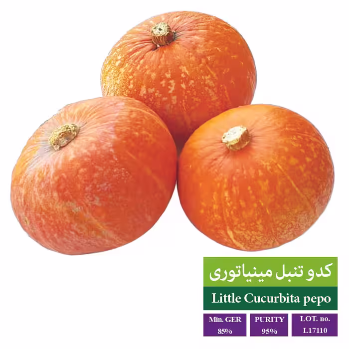 بذر کدو تنبل مینیاتوری - بذر طلایی رویان