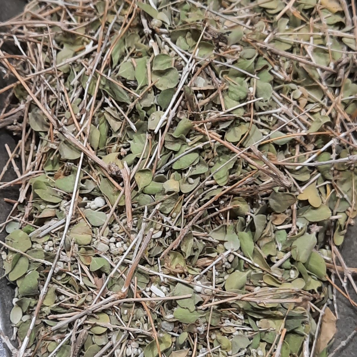 آویشن شیرازی