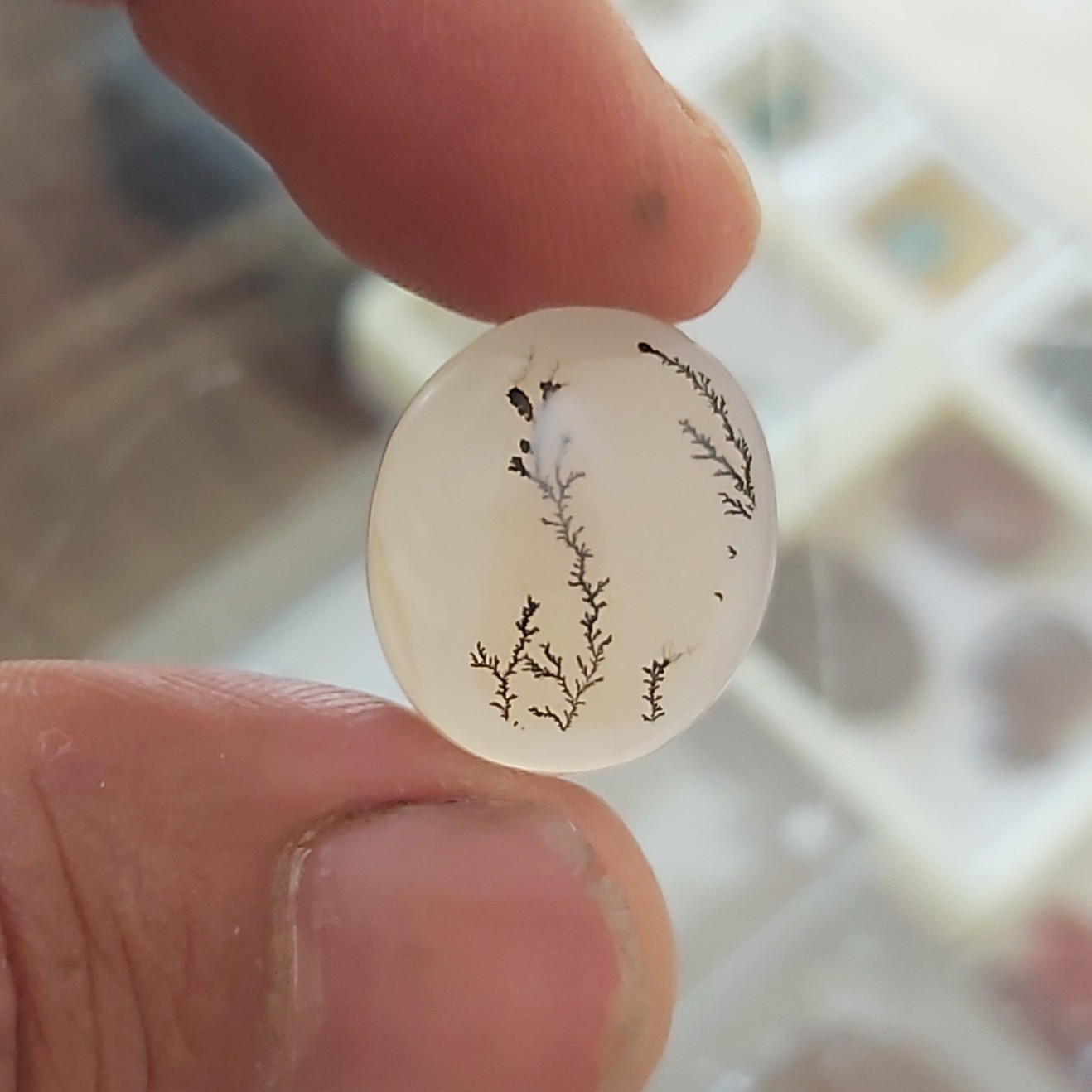 عقیق شجر  تک درخت یمنی اصل