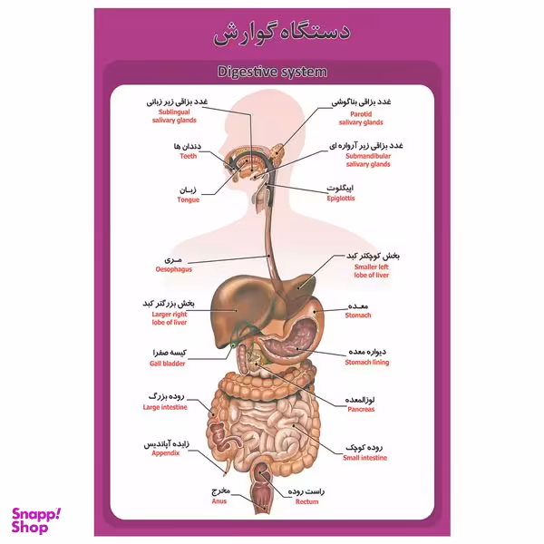 پوستر آموزشی طرح آناتومی دستگاه گوارش