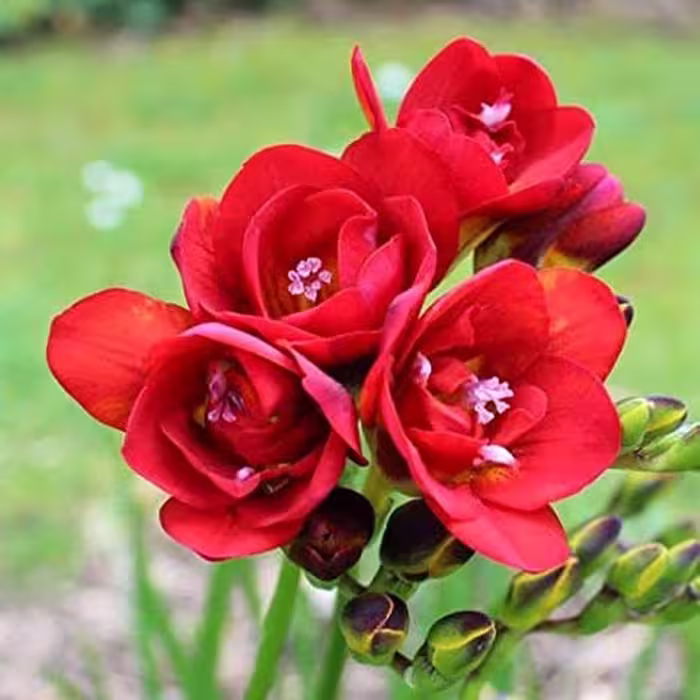 پیاز فرزیا معطر هلندی(قرمزسه تایی)
