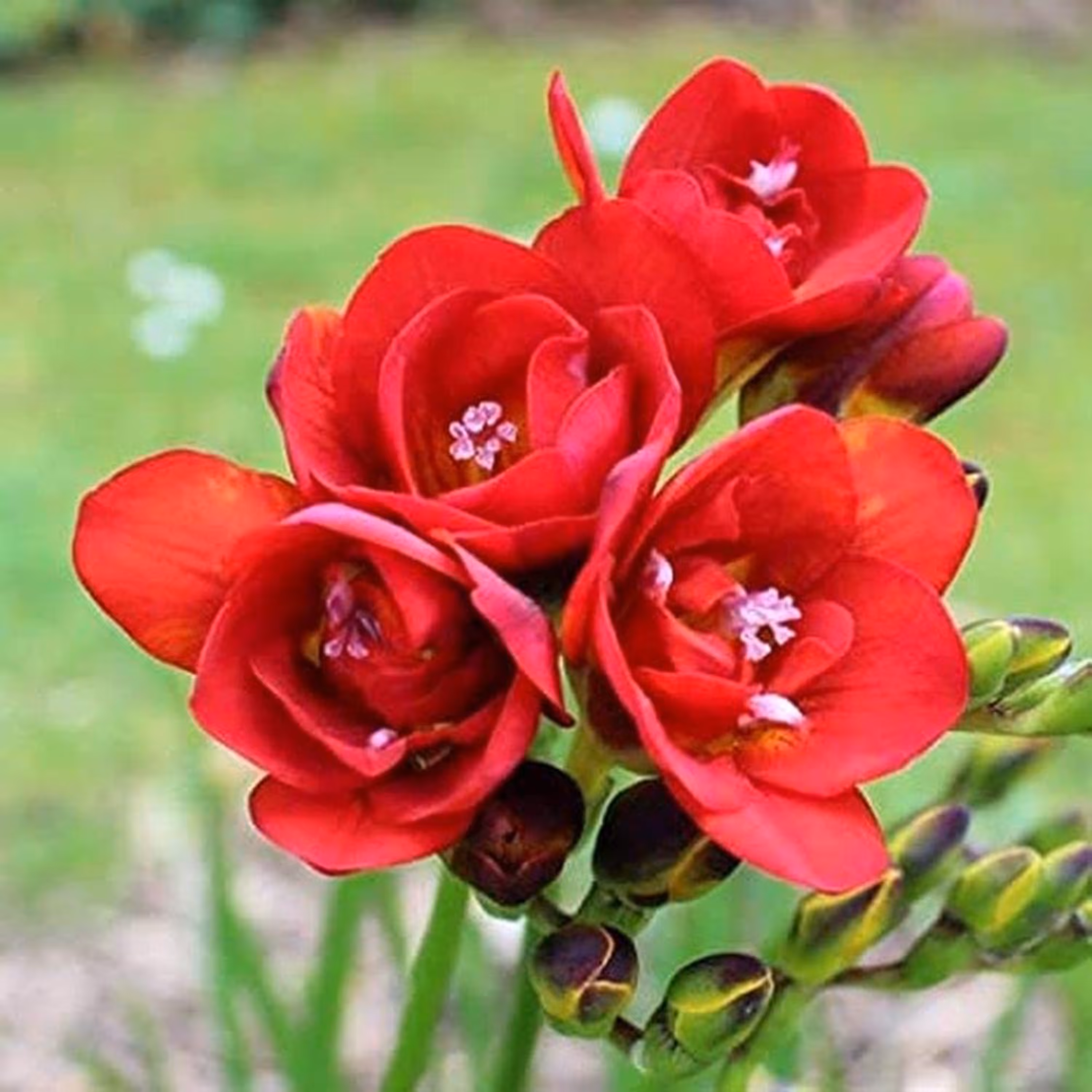 پیاز فرزیا معطر هلندی(قرمزسه تایی)