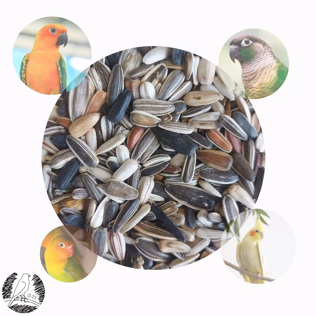 مخلوط تخمه های آفتابگردان مخصوص طوطی سانان (نیم کیلویی)