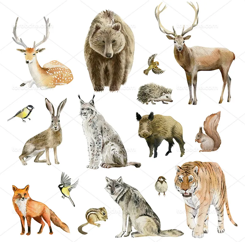 عکس حیوانات زیبا | گرافیک با طعم تربچه