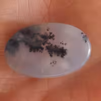 شجر قائن اصل زیبا وچشم نواز 