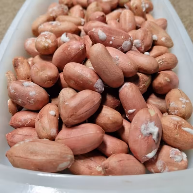 بادام زمینی اجیلی درشت درجه یک استانه اشرفیه 