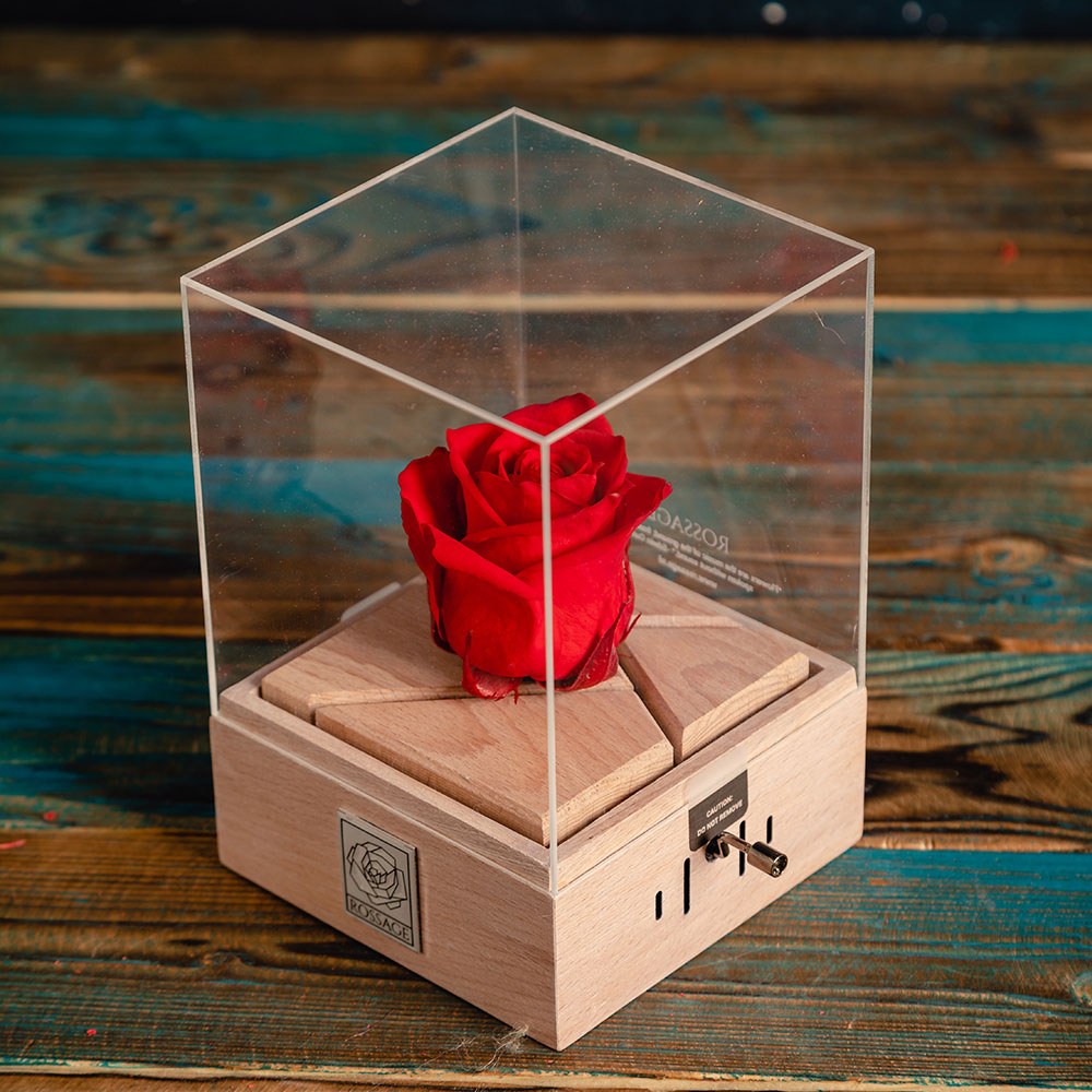 رز جاودان موزیکال هندلی  rossag موزیک romeo-juliet 