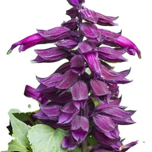 بذر گل سلوی بنفش