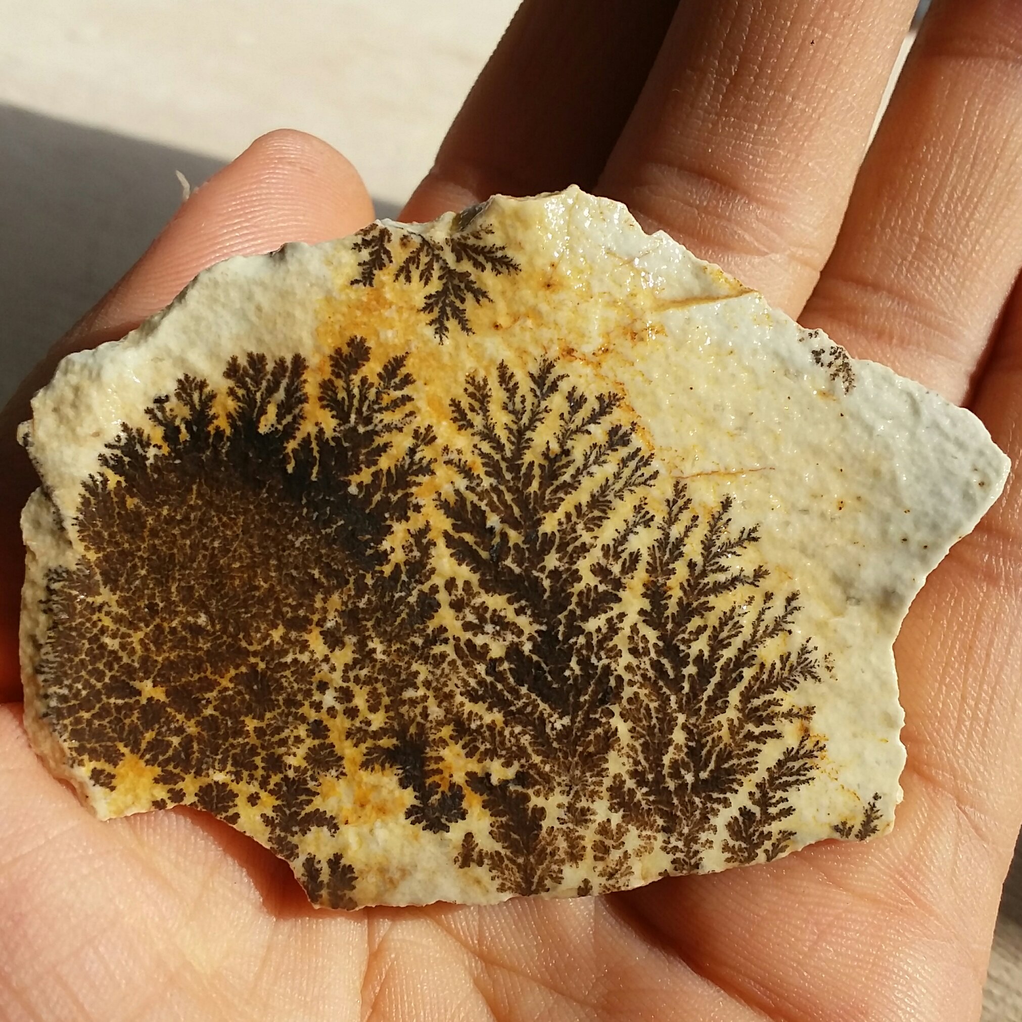 سنگ راف 100 در 100 طبیعی شجر دندریتی یا فسیلی محشر خاص شاهکار خلقت
شجر واضح کشیده خاااا ااا ااص
