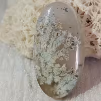 نگین شجر فردوس شکوفه دست گل نما کمیاب و بینظیر 