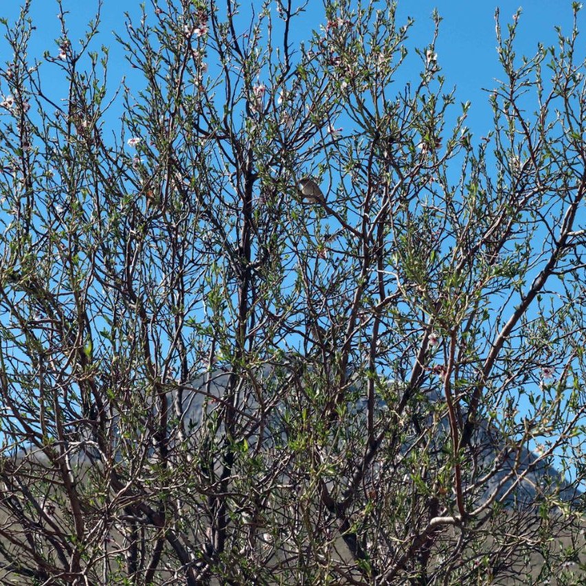 تابلو عکس بلبل درخت بادام