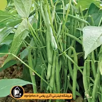 بذر لوبیا سبز سان ری پاسارگاد