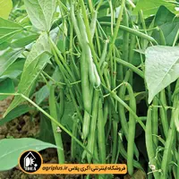 بذر لوبیا سبز سان ری پاسارگاد
