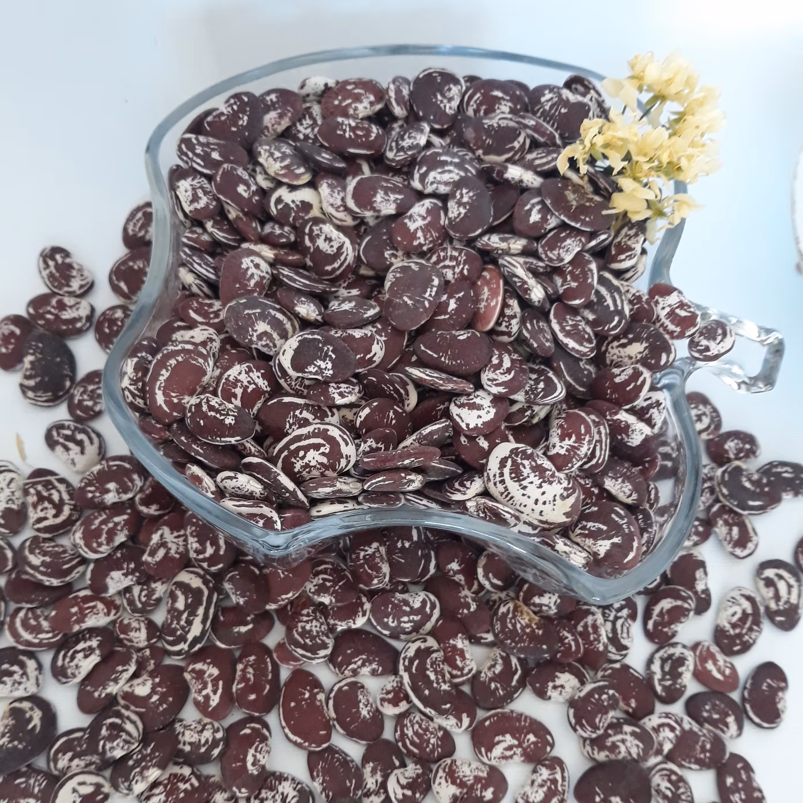 لوبیا عروس خوشپخت امسالی (4.5کیلو گرم)