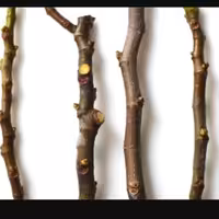 سرشاخه درخت انجیر 