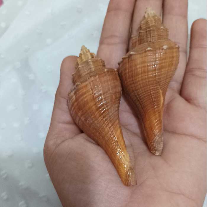 حلزون زیبای نارنجی مناسب کارهای هنری