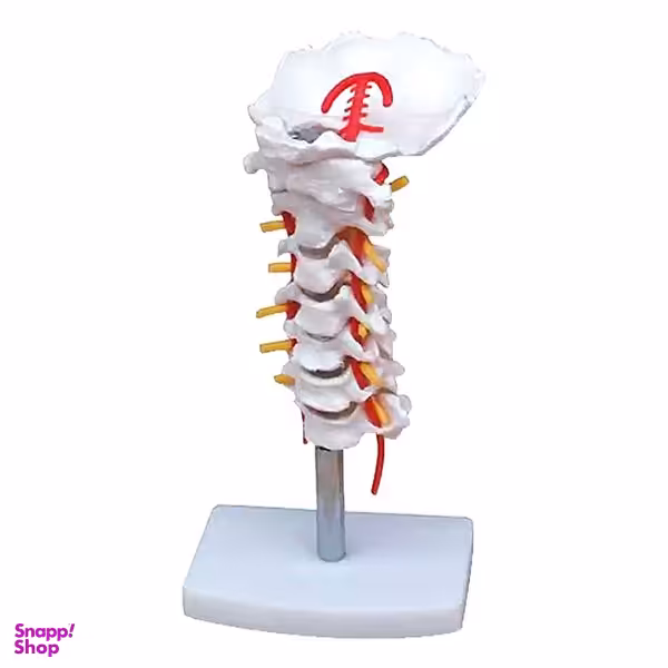 بازی آموزشی مدل مولاژ مهره های گردن با سرخرگ مدل A025
