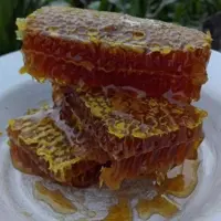 عسل گون(نه نه کوکب)