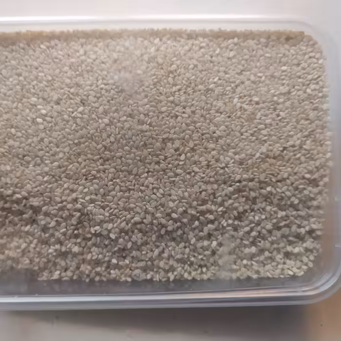 ویژه کنجد آبیدر تازه قیمت عمده با کیفیت عالی