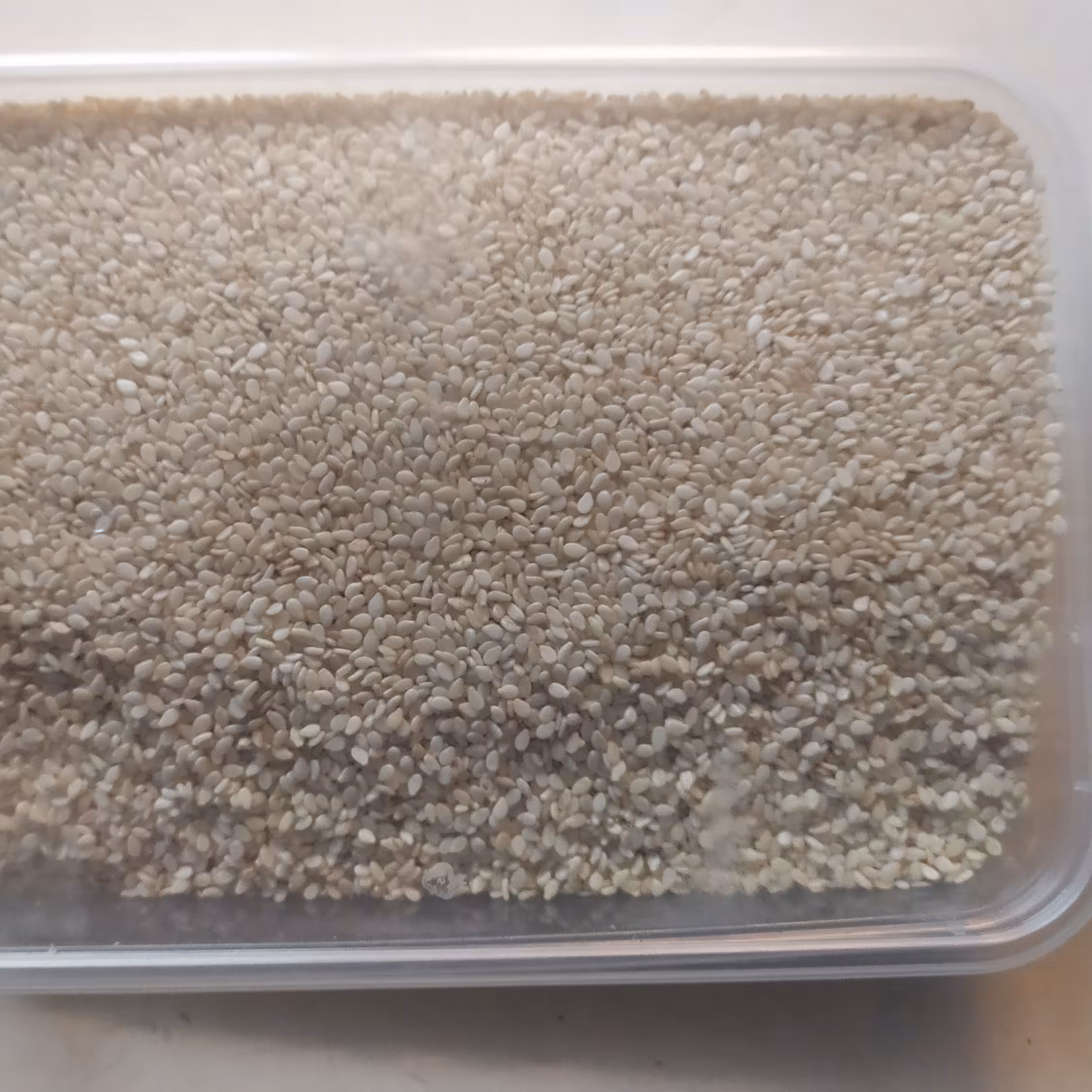 ویژه کنجد آبیدر تازه قیمت عمده با کیفیت عالی