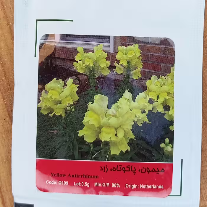 بذر  میمون پاکوتاه زرد