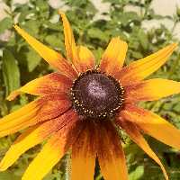 صدای دلنشین یک روشندل