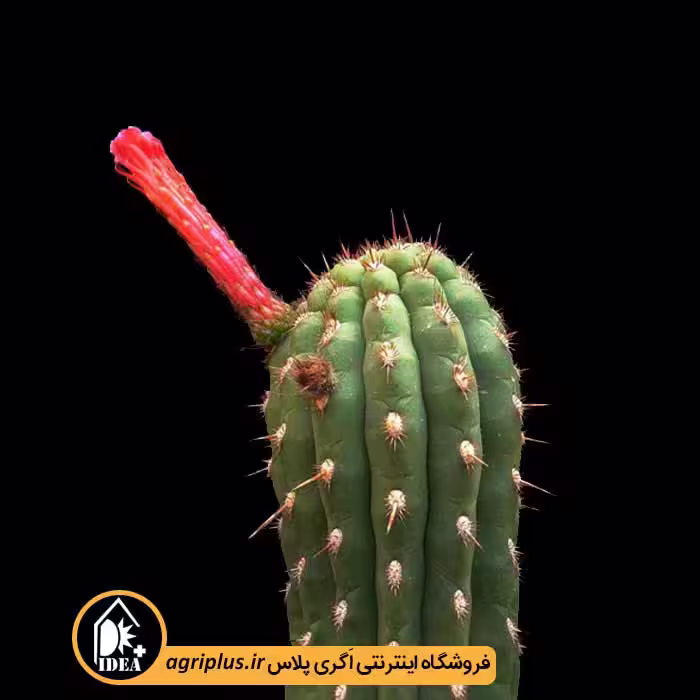 بذر کاکتوس Seticereus Roezlii