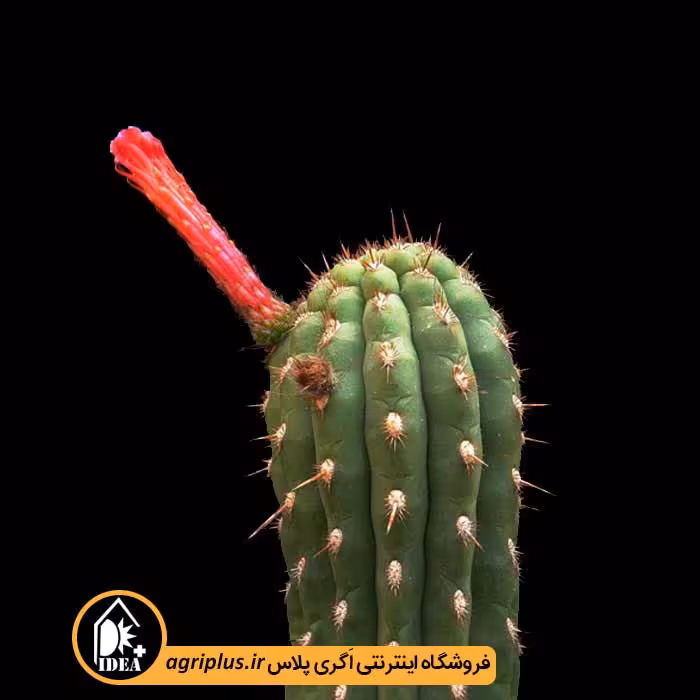 بذر کاکتوس Seticereus Roezlii