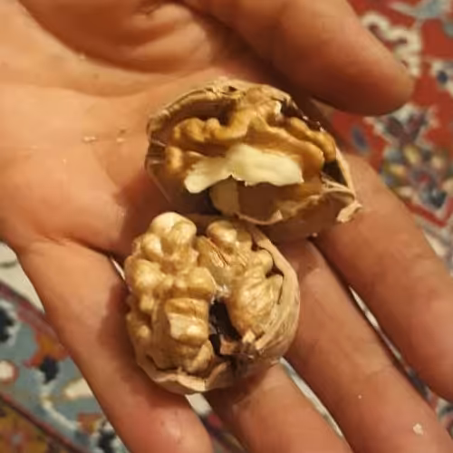 گردوی خوش طعم یک کیلو