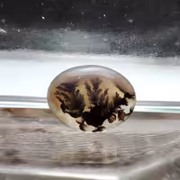 شجر قائن طبیعی و معدنی کد 554