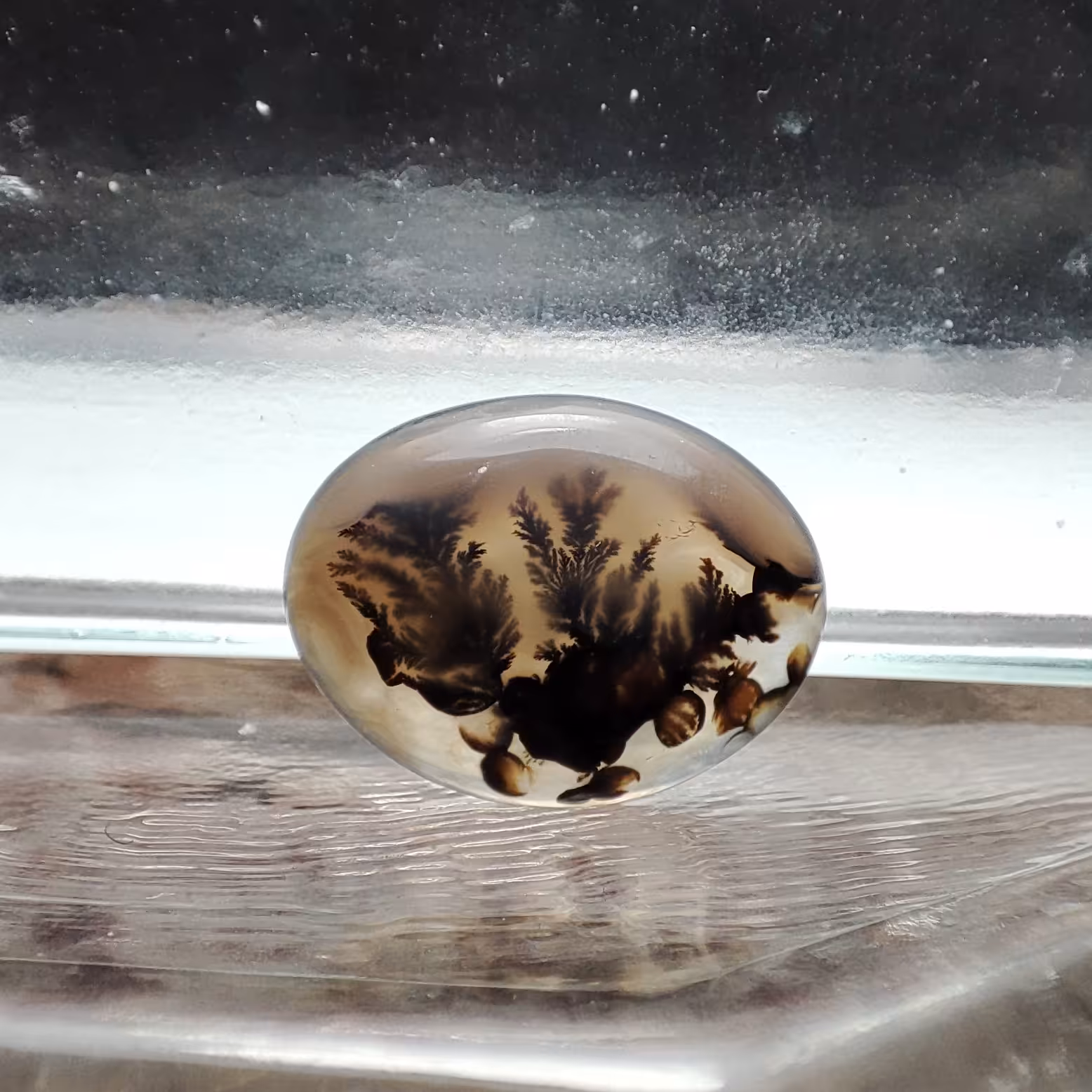 شجر قائن طبیعی و معدنی کد 554