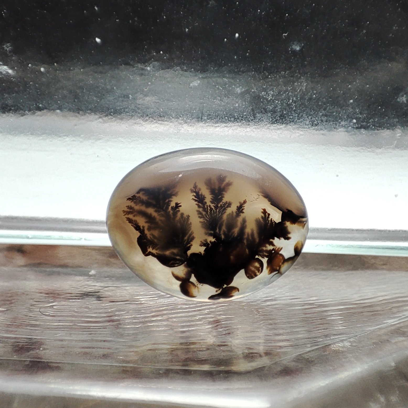 شجر قائن طبیعی و معدنی کد 554