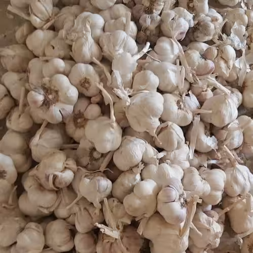 سیرسفیدارگانیک درجه یک همدان (پنج کیلویی)