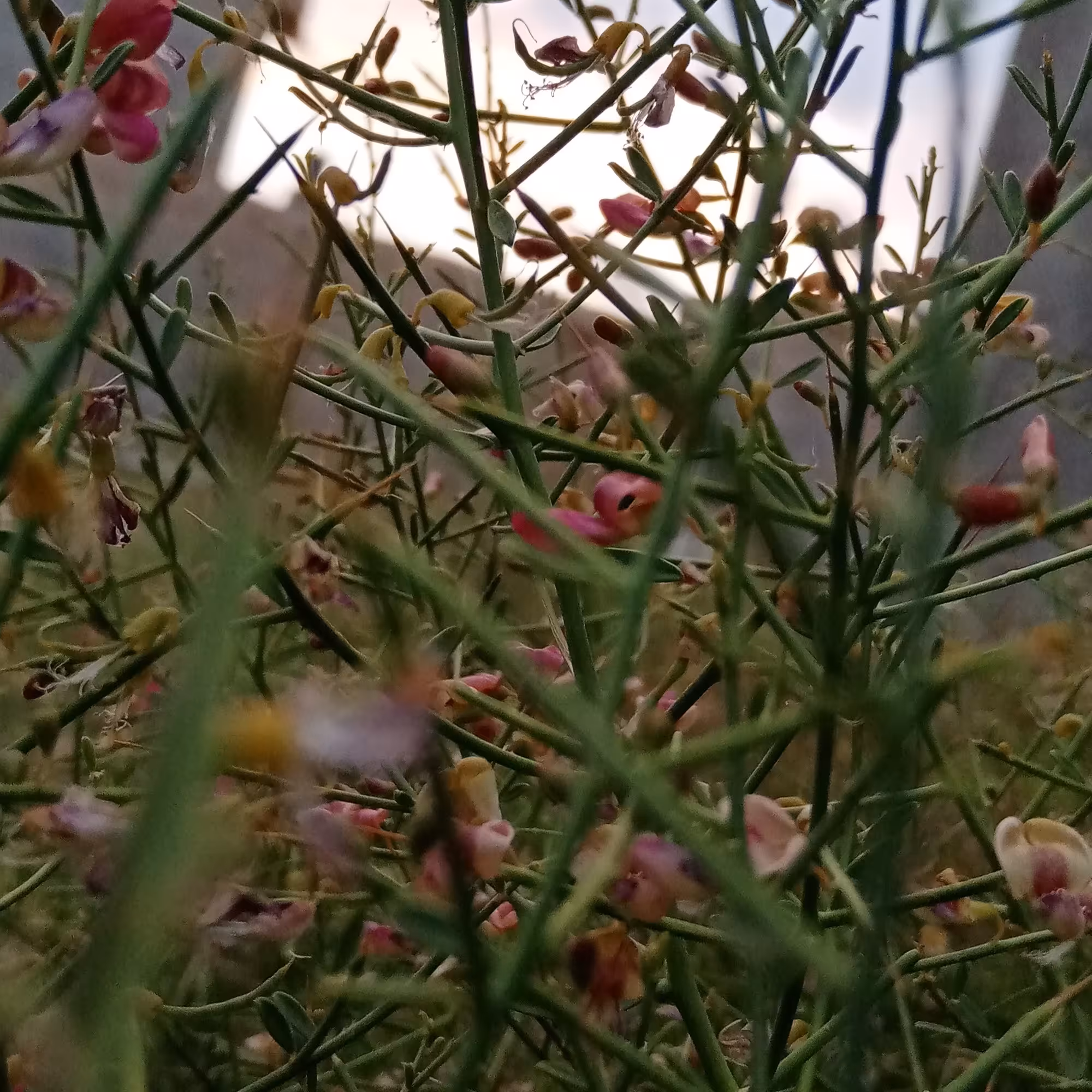 خارشتر خشک شده (300گرمی)