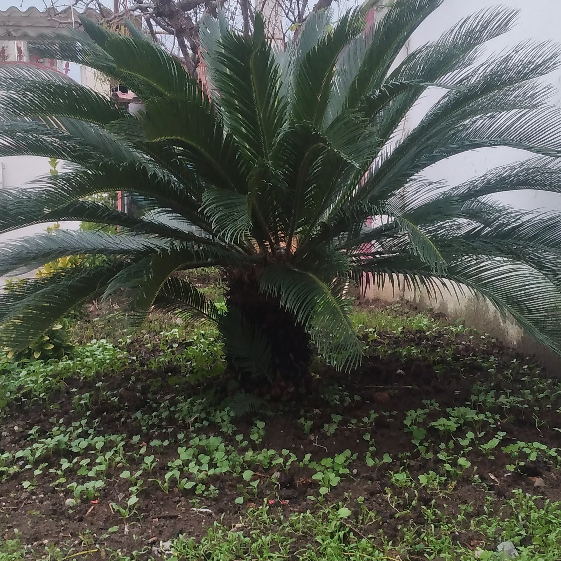 سیکاس